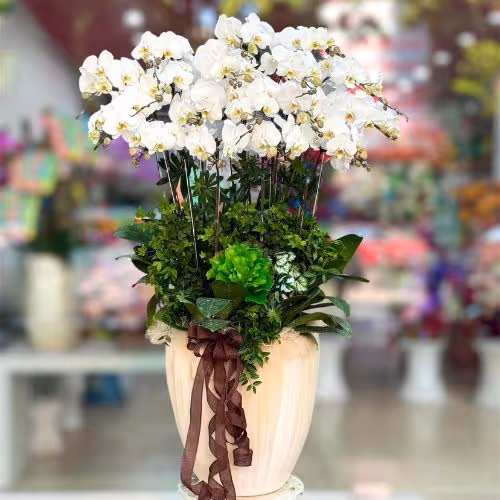 Top 5 Cửa Hàng Lan Hồ Điệp Tây Hoà, Phú Yên - Đánh Giá Từ Khách Hàng