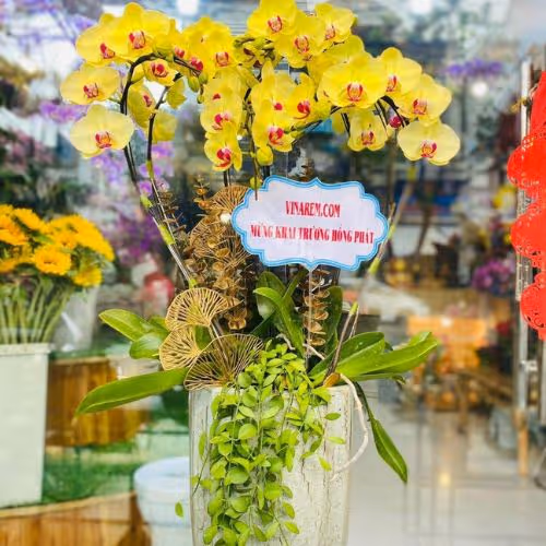 Top 5 Cửa Hàng Lan Hồ Điệp Phú Hoà, Phú Yên - Đánh Giá Từ Khách Hàng