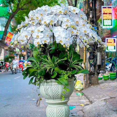 Top 5 Cửa Hàng Lan Hồ Điệp Cao Phong, Hòa Bình - Đánh Giá Từ Khách Hàng