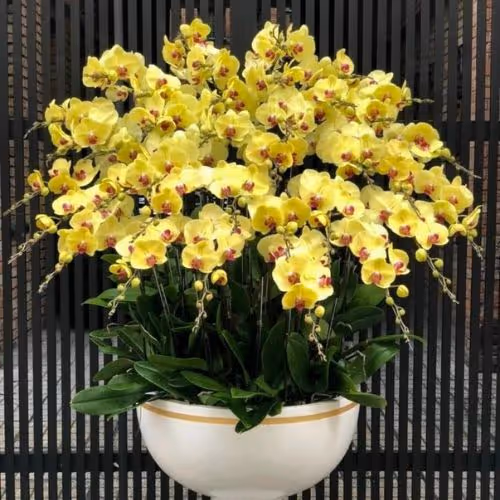 Top 5 Cửa Hàng Lan Hồ Điệp Lạc Thuỷ, Hòa Bình - Đánh Giá Từ Khách Hàng