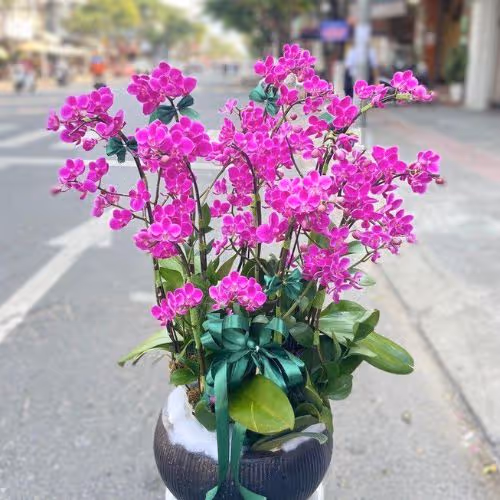 Top 5 Cửa Hàng Lan Hồ Điệp Yên Thuỷ, Hòa Bình - Đánh Giá Từ Khách Hàng