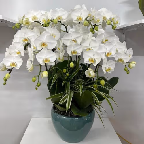 Top 5 Cửa Hàng Lan Hồ Điệp Phù Cừ, Hưng Yên - Đánh Giá Từ Khách Hàng