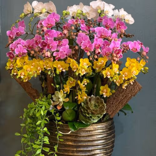 Top 5 Cửa Hàng Lan Hồ Điệp Tiên Lữ, Hưng Yên - Đánh Giá Từ Khách Hàng