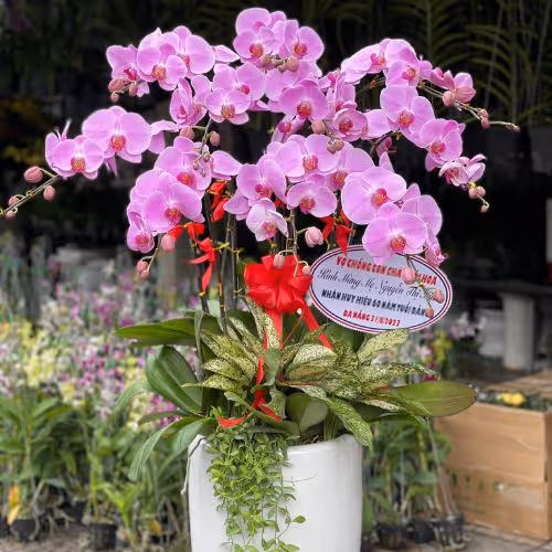 Top 5 Cửa Hàng Lan Hồ Điệp Văn Giang, Hưng Yên (SĐT Đặt Hàng)