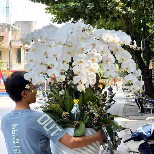 Top 5 Cửa Hàng Lan Hồ Điệp Tân Hiệp, Kiên Giang - Đánh Giá Từ Khách Hàng