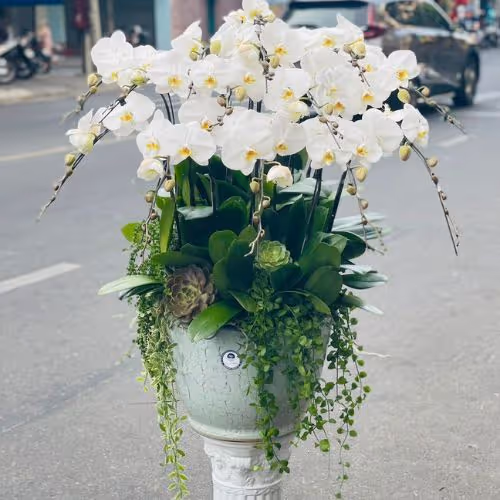 Top 5 Cửa Hàng Lan Hồ Điệp Kiên Hải, Kiên Giang - Đánh Giá Từ Khách Hàng