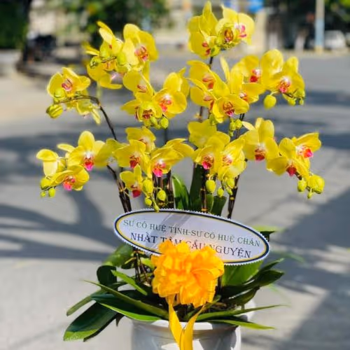 Top 5 Cửa Hàng Lan Hồ Điệp Giang Thành, Kiên Giang - Đánh Giá Từ Khách Hàng