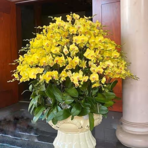 Top 5 Cửa Hàng Lan Hồ Điệp An Minh, Kiên Giang - Đánh Giá Từ Khách Hàng