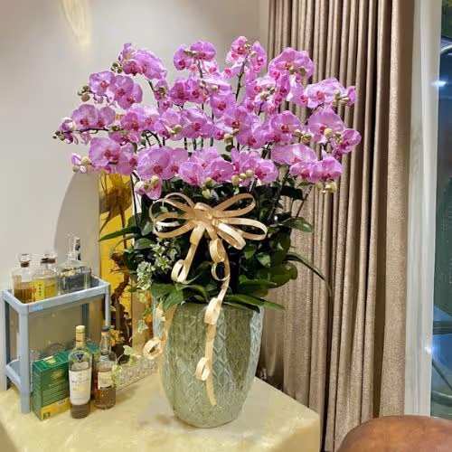 Top 5 Cửa Hàng Lan Hồ Điệp An Biên, Kiên Giang - Đánh Giá Từ Khách Hàng
