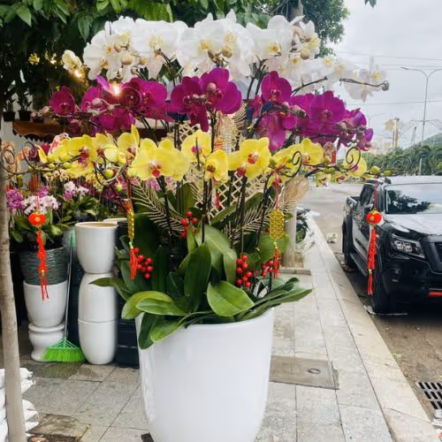 Top 5 Cửa Hàng Lan Hồ Điệp Chợ Mới, An Giang - Đánh Giá Từ Khách Hàng