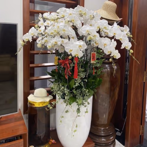 Top 5 Cửa Hàng Lan Hồ Điệp Phú Tân, An Giang - Đánh Giá Từ Khách Hàng