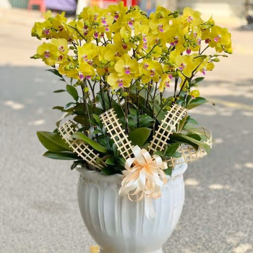 Top 5 Cửa Hàng Lan Hồ Điệp Tân Châu, An Giang - Đánh Giá Từ Khách Hàng