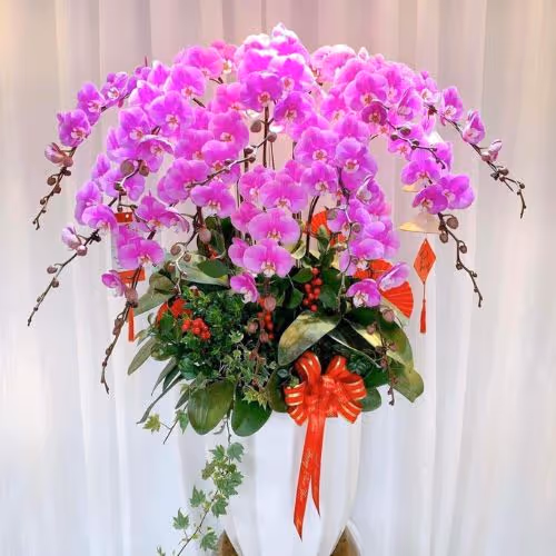 Top 5 Cửa Hàng Lan Hồ Điệp Châu Phú, An Giang - Đánh Giá Từ Khách Hàng