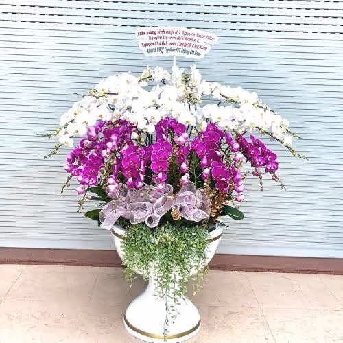 Top 5 Cửa Hàng Lan Hồ Điệp Tịnh Biên, An Giang - Đánh Giá Từ Khách Hàng