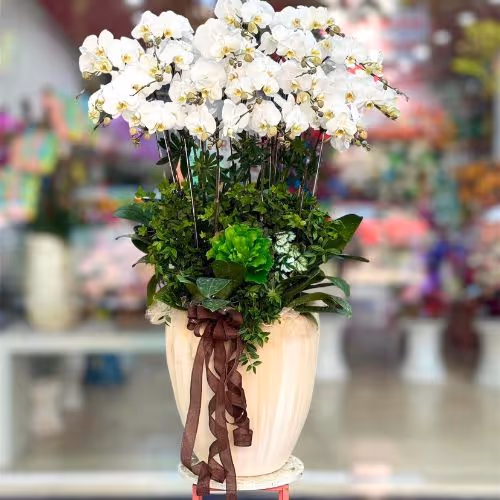 Top 5 Cửa Hàng Lan Hồ Điệp Tôn An, An Giang - Đánh Giá Từ Khách Hàng