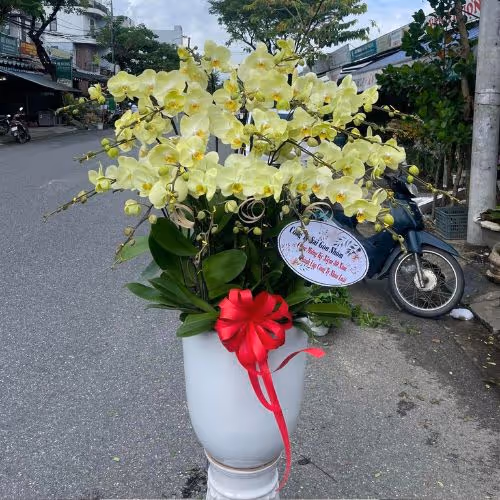 Top 5 Cửa Hàng Lan Hồ Điệp Vũng Tàu - Đánh Giá Từ Khách Hàng