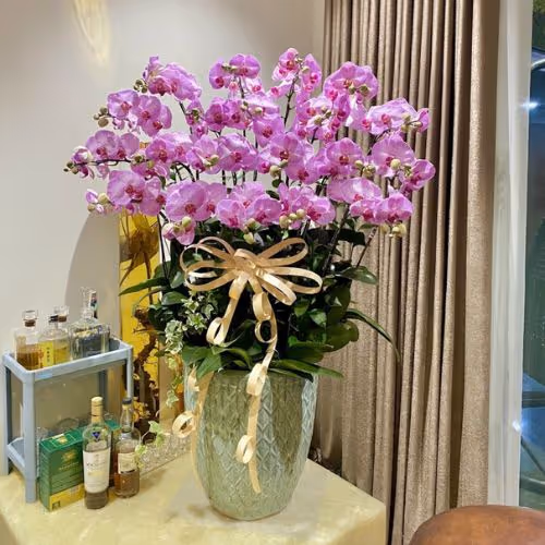 Top 5 Cửa Hàng Lan Hồ Điệp Châu Đức, Bà Rịa - Vũng Tàu - Đánh Giá Từ Khách Hàng