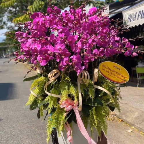 Top 5 Cửa Hàng Lan Hồ Điệp Xuyên Mộc, Bà Rịa - Vũng Tàu - Đánh Giá Từ Khách Hàng