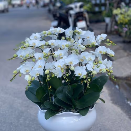 Top 5 Cửa Hàng Lan Hồ Điệp Yên Dũng, Bắc Giang - Đánh Giá Từ Khách Hàng