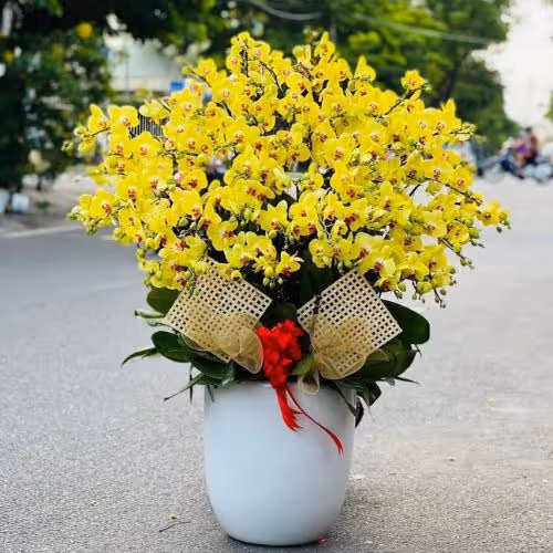 Top 5 Cửa Hàng Lan Hồ Điệp Lạng Giang, Bắc Giang - Đánh Giá Từ Khách Hàng