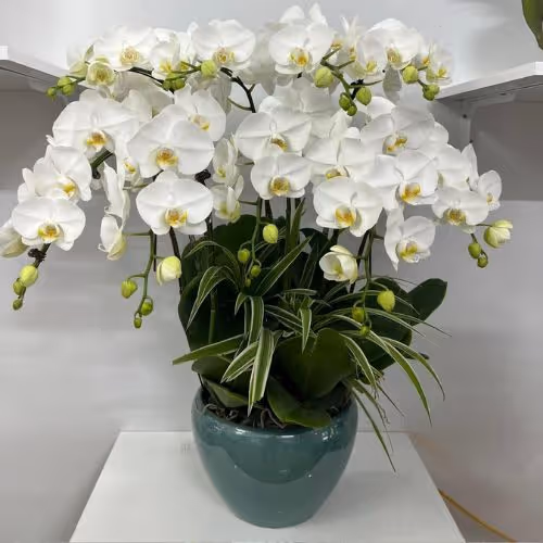 Top 5 Cửa Hàng Lan Hồ Điệp Chợ Đồn, Bắc Kạn - Đánh Giá Từ Khách Hàng