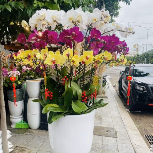 Top 5 Cửa Hàng Lan Hồ Điệp Chợ Mới, Bắc Kạn - Đánh Giá Từ Khách Hàng