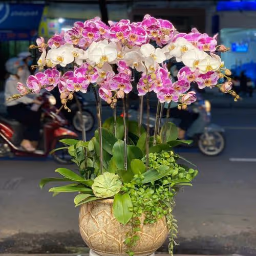 Top 5 Cửa Hàng Lan Hồ Điệp Đắk Glei, Kon Tum - Đánh Giá Từ Khách Hàng