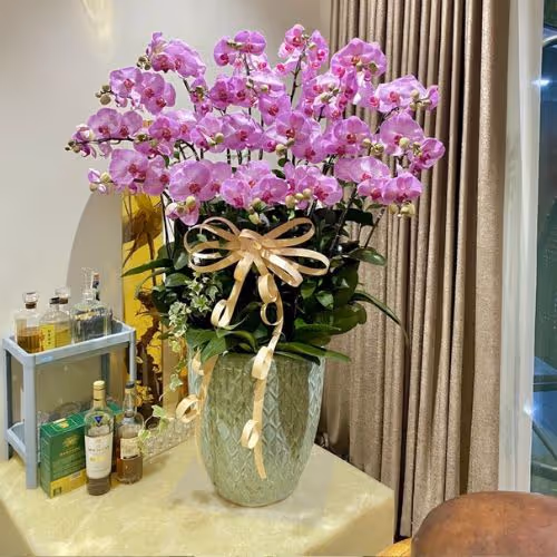 Top 5 Cửa Hàng Lan Hồ Điệp Hồng Dân, Bạc Liêu - Đánh Giá Từ Khách Hàng