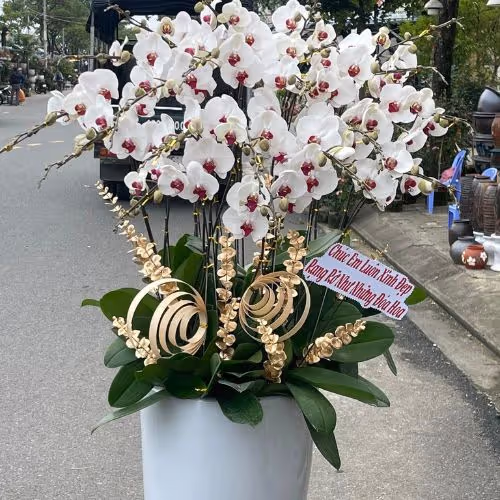 Top 5 Cửa Hàng Lan Hồ Điệp Yên Phong, Bắc Ninh - Đánh Giá Từ Khách Hàng