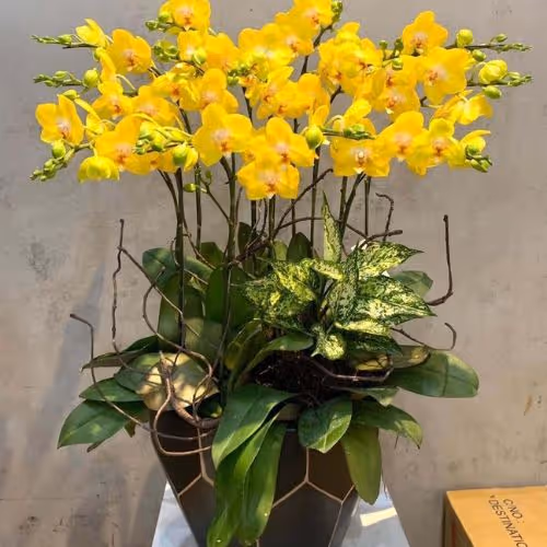 Top 5 Cửa Hàng Lan Hồ Điệp Mỏ Cày Nam, Bến Tre - Đánh Giá Từ Khách Hàng