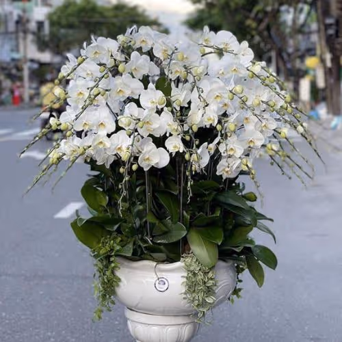 Top 5 Cửa Hàng Lan Hồ Điệp Thạnh Phú, Bến Tre - Đánh Giá Từ Khách Hàng
