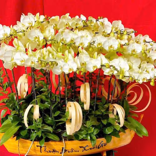 Top 5 Cửa Hàng Lan Hồ Điệp Bình Đại, Bến Tre - Đánh Giá Từ Khách Hàng