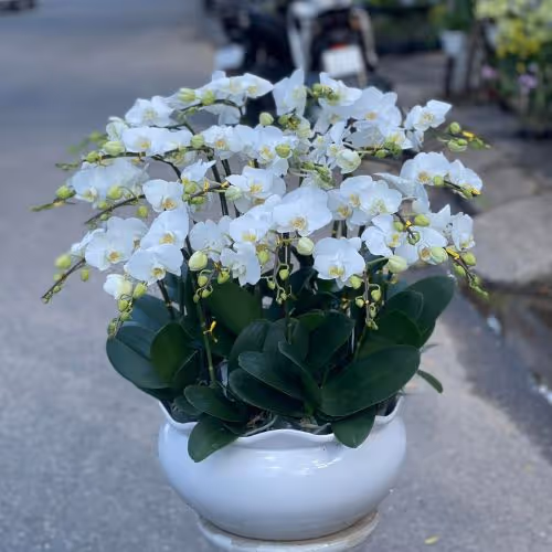 Top 5 Cửa Hàng Lan Hồ Điệp Đơn Dương, Lâm Đồng (SĐT Đặt Hàng)