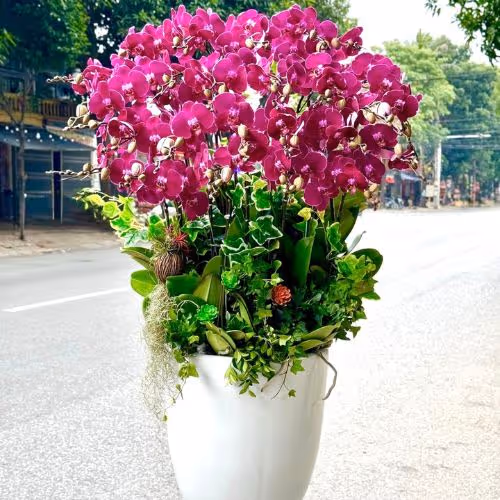 Top 5 Cửa Hàng Lan Hồ Điệp Đức Trọng, Lâm Đồng (SĐT Đặt Hàng)