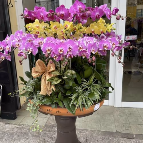 Top 5 Cửa Hàng Lan Hồ Điệp Di Linh, Lâm Đồng - Đánh Giá Từ Khách Hàng