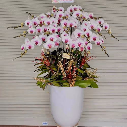 Top 5 Cửa Hàng Lan Hồ Điệp Bù Gia Mập, Bình Phước - Đánh Giá Từ Khách Hàng