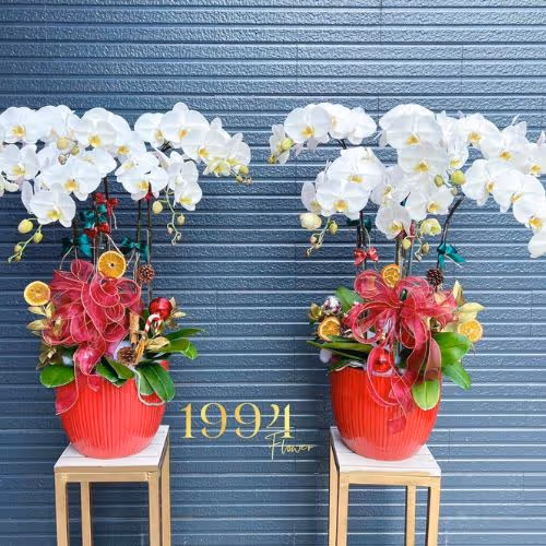 Top 5 Cửa Hàng Lan Hồ Điệp Phước Long, Bình Phước - Đánh Giá Từ Khách Hàng