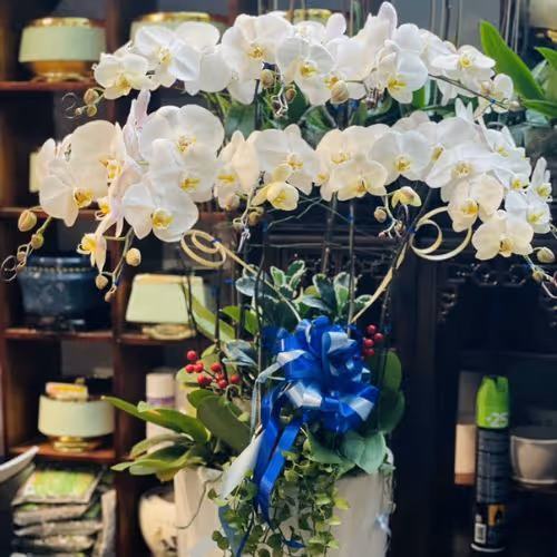 Top 5 Cửa Hàng Lan Hồ Điệp Phú Riềng, Bình Phước - Đánh Giá Từ Khách Hàng