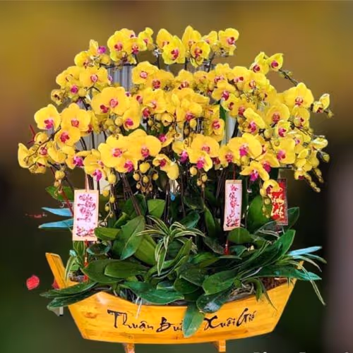 Top 5 Cửa Hàng Lan Hồ Điệp Đức Linh, Bình Thuận - Đánh Giá Từ Khách Hàng