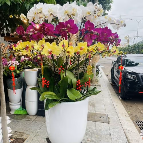 Top 5 Cửa Hàng Lan Hồ Điệp Phú Quý, Bình Thuận - Đánh Giá Từ Khách Hàng