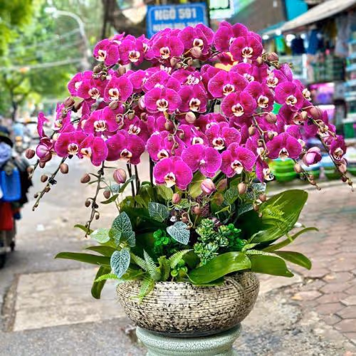 Top 5 Cửa Hàng Lan Hồ Điệp Phú Tân, Cà Mau - Đánh Giá Từ Khách Hàng