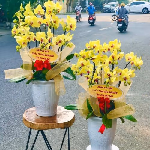 Top 5 Cửa Hàng Lan Hồ Điệp Bảo Lạc, Cao Bằng - Đánh Giá Từ Khách Hàng