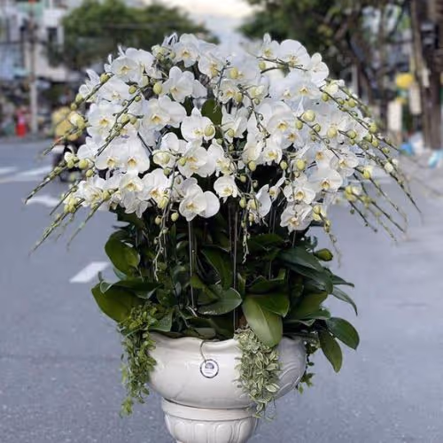 Top 5 Cửa Hàng Lan Hồ Điệp Hà Quảng, Cao Bằng - Đánh Giá Từ Khách Hàng