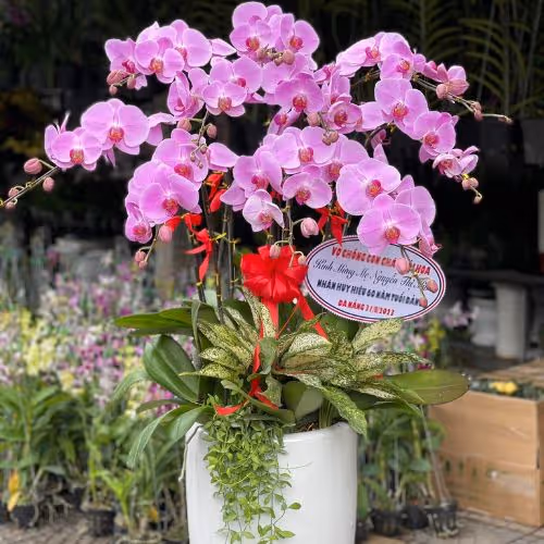 Top 5 Cửa Hàng Lan Hồ Điệp Hoà An, Cao Bằng - Đánh Giá Từ Khách Hàng