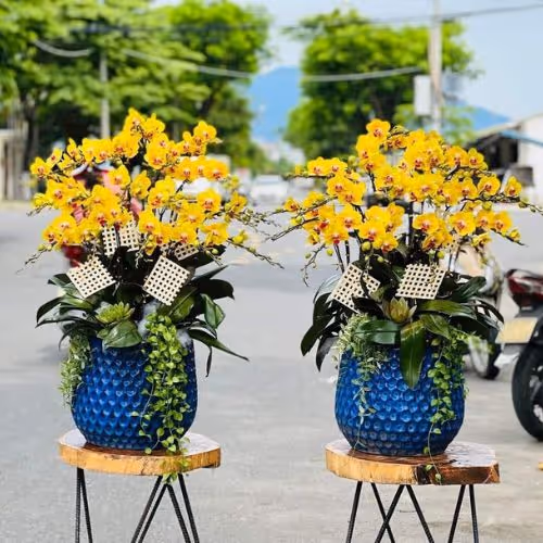 Top 5 Cửa Hàng Lan Hồ Điệp Trùng Khánh, Cao Bằng - Đánh Giá Từ Khách Hàng