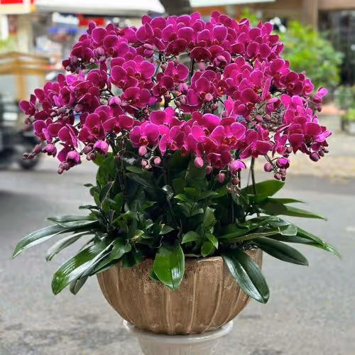 Top 5 Cửa Hàng Lan Hồ Điệp Ea H'leo, Đăk Lăk - Đánh Giá Từ Khách Hàng