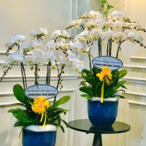 Top 5 Cửa Hàng Lan Hồ Điệp Cư M'gar, Đăk Lăk - Đánh Giá Từ Khách Hàng