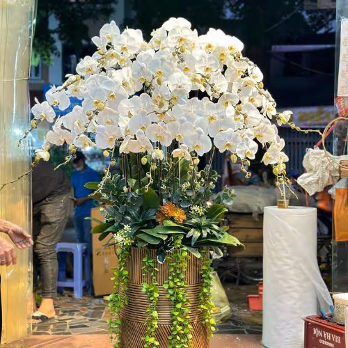 Top 5 Cửa Hàng Lan Hồ Điệp Krông Búk, Đăk Lăk - Đánh Giá Từ Khách Hàng