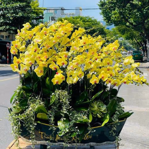 Top 5 Cửa Hàng Lan Hồ Điệp Krông Năng, Đăk Lăk - Đánh Giá Từ Khách Hàng
