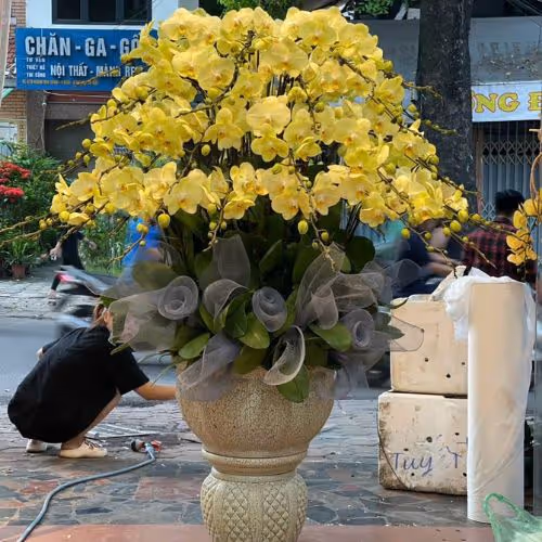 Top 5 Cửa Hàng Lan Hồ Điệp Krông Bông, Đăk Lăk - Đánh Giá Từ Khách Hàng